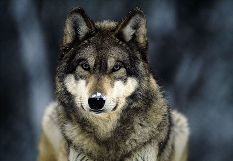 Wolf on Neocon Discrepancies  Part 3      The    Ware    Wolf Spin